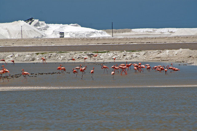 picutre of flamingos