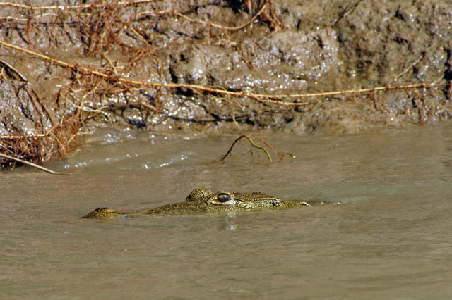an aligator